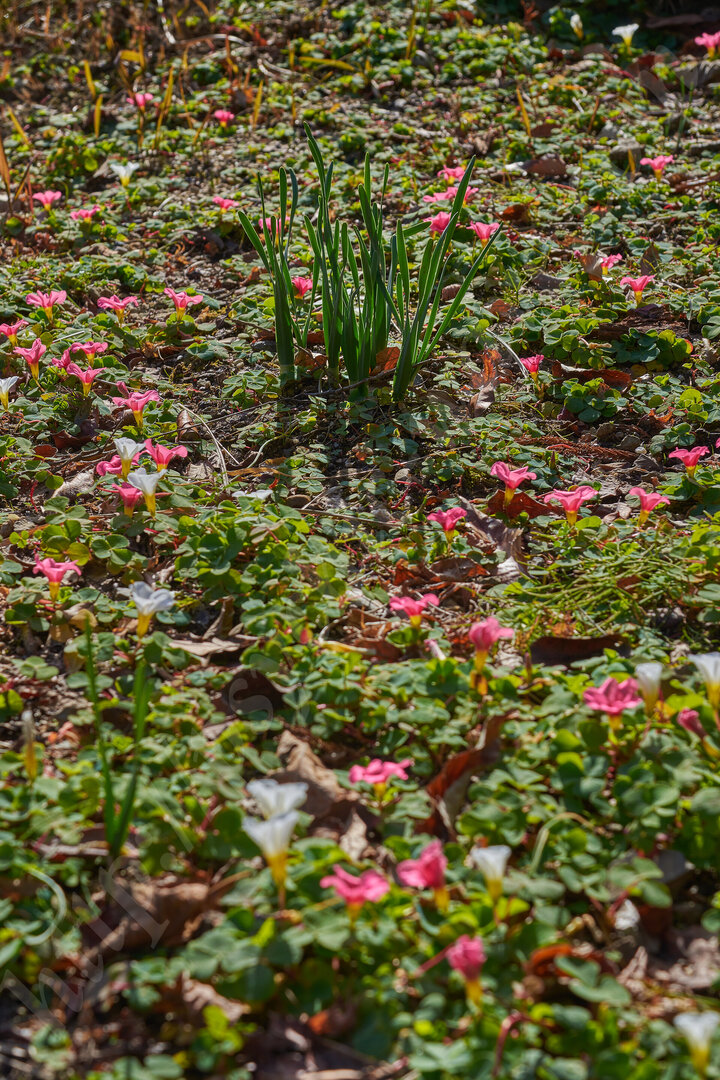 DSC_0738
